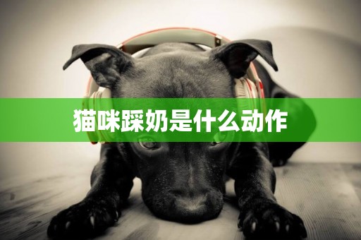 貓咪踩奶是什么動作