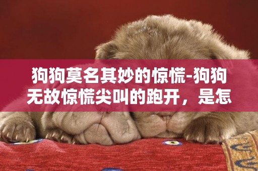 狗狗莫名其妙的驚慌-狗狗無故驚慌尖叫的跑開，是怎么回事？