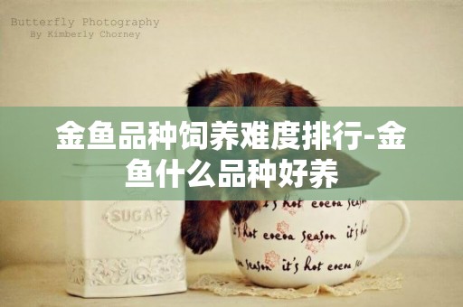 金魚品種飼養難度排行-金魚什么品種好養
