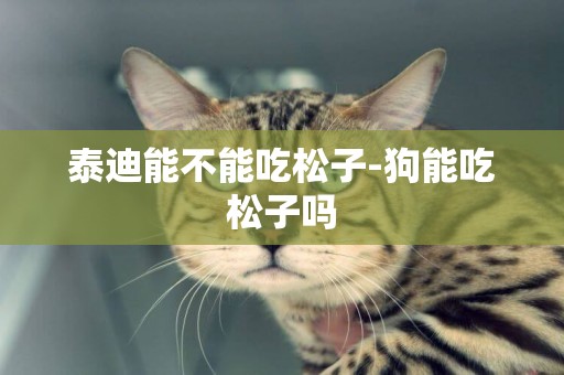 泰迪能不能吃松子-狗能吃松子嗎