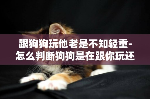 跟狗狗玩他老是不知輕重-怎么判斷狗狗是在跟你玩還是要攻擊你？