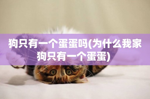 狗只有一個蛋蛋嗎(為什么我家狗只有一個蛋蛋) 