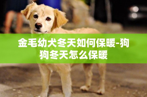 金毛幼犬冬天如何保暖-狗狗冬天怎么保暖