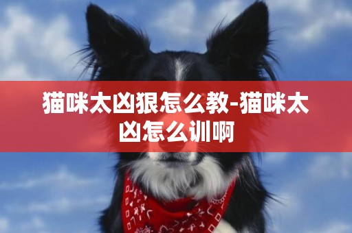 貓咪太兇狠怎么教-貓咪太兇怎么訓啊