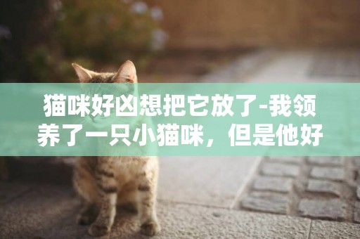 貓咪好兇想把它放了-我領養了一只小貓咪，但是他好兇啊，不能靠近，怎么辦啊？