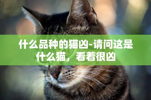 什么品種的貓兇-請問這是什么貓，看著很兇