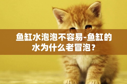 魚缸水泡泡不容易-魚缸的水為什么老冒泡？