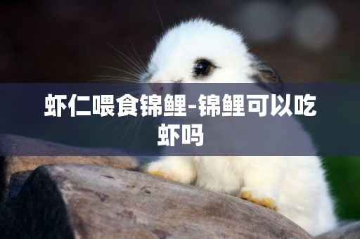 蝦仁喂食錦鯉-錦鯉可以吃蝦嗎