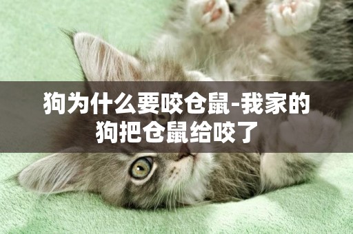 狗為什么要咬倉鼠-我家的狗把倉鼠給咬了