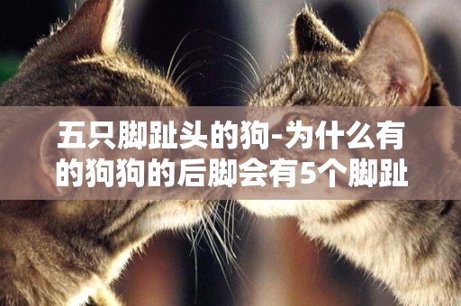 五只腳趾頭的狗-為什么有的狗狗的后腳會有5個腳趾啊？