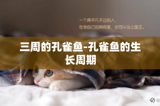 三周的孔雀魚-孔雀魚的生長周期