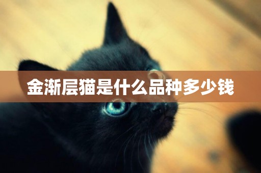 金漸層貓是什么品種多少錢