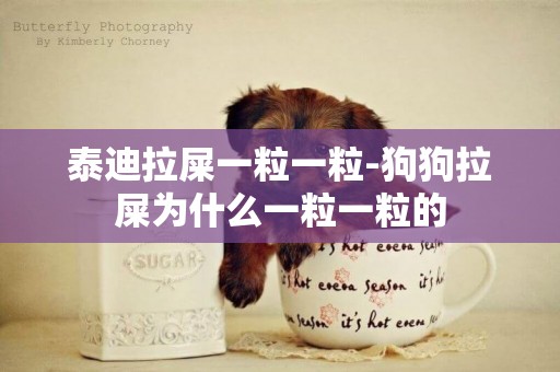 泰迪拉屎一粒一粒-狗狗拉屎為什么一粒一粒的