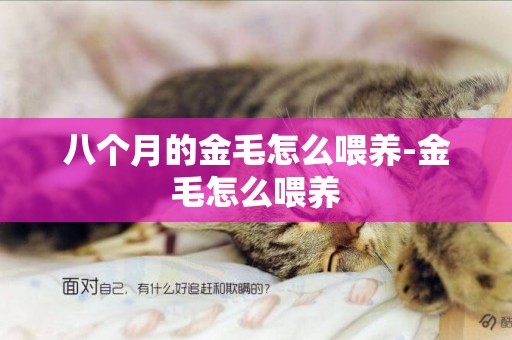 八個月的金毛怎么喂養-金毛怎么喂養