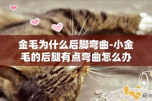 金毛為什么后腳彎曲-小金毛的后腿有點彎曲怎么辦