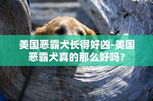 美國惡霸犬長得好兇-美國惡霸犬真的那么好嗎？