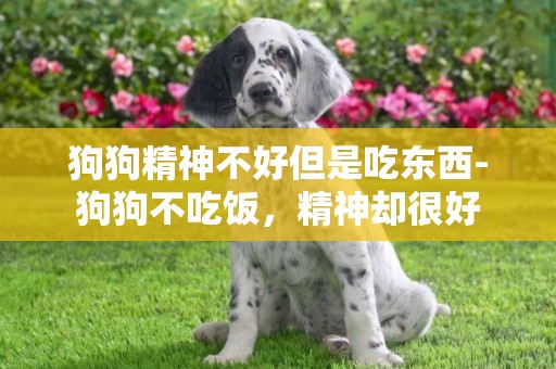 狗狗精神不好但是吃東西-狗狗不吃飯，精神卻很好