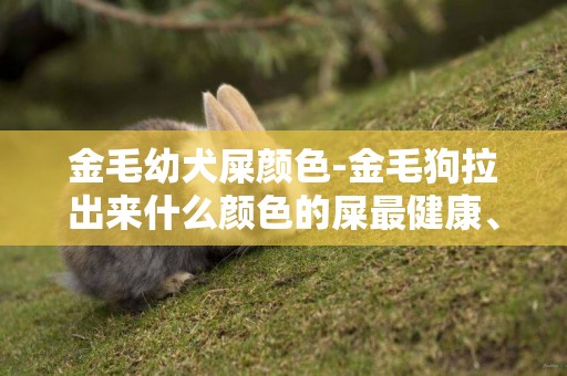 金毛幼犬屎顏色-金毛狗拉出來什么顏色的屎最健康、