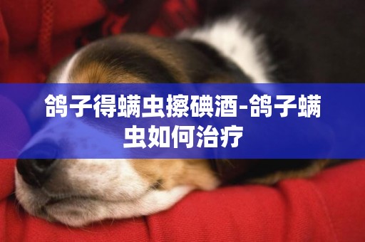 鴿子得螨蟲擦碘酒-鴿子螨蟲如何治療