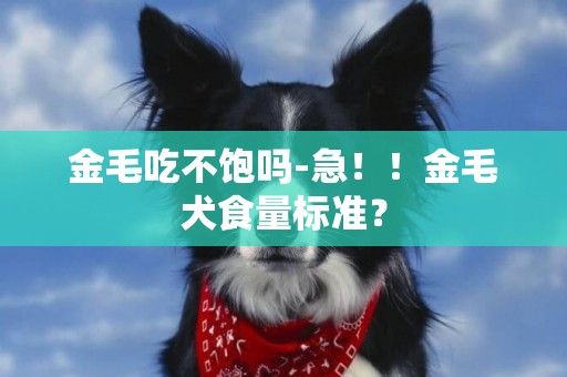 金毛吃不飽嗎-急！！金毛犬食量標準？