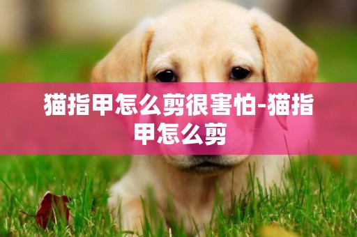 貓指甲怎么剪很害怕-貓指甲怎么剪