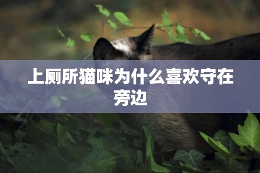 上廁所貓咪為什么喜歡守在旁邊
