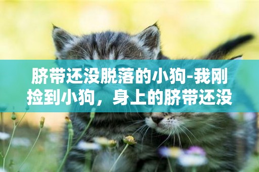 臍帶還沒脫落的小狗-我剛撿到小狗，身上的臍帶還沒有斷，我應該如何喂養啊？