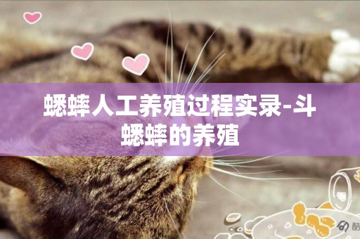 蟋蟀人工養殖過程實錄-斗蟋蟀的養殖
