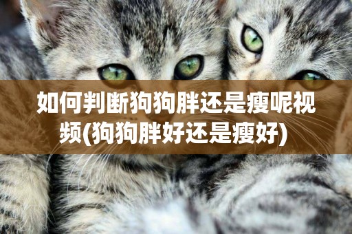 如何判斷狗狗胖還是瘦呢視頻(狗狗胖好還是瘦好) 