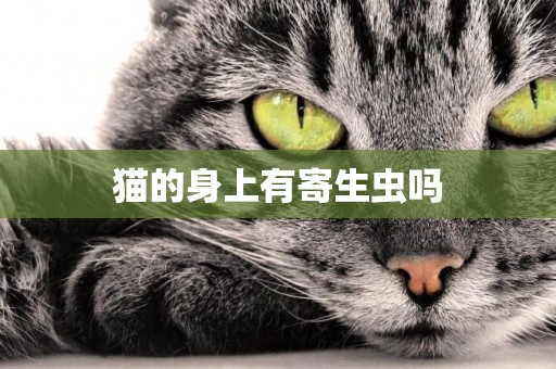 貓的身上有寄生蟲嗎