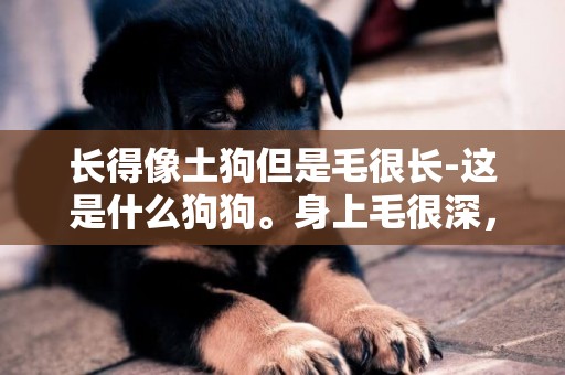 長得像土狗但是毛很長-這是什么狗狗。身上毛很深，像個毛狗但是別人說不是土狗。還長胡子也多長