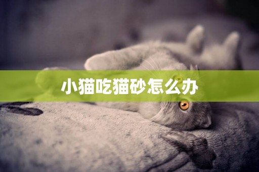 小貓吃貓砂怎么辦