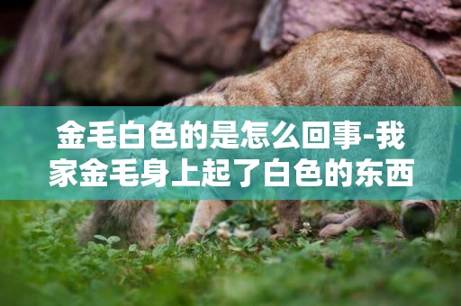 金毛白色的是怎么回事-我家金毛身上起了白色的東西是什么