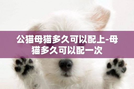 公貓母貓多久可以配上-母貓多久可以配一次