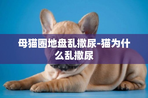 母貓圈地盤亂撒尿-貓為什么亂撒尿