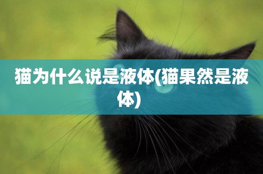 貓為什么說是液體(貓果然是液體) 