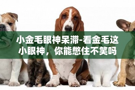 小金毛眼神呆滯-看金毛這小眼神，你能憋住不笑嗎