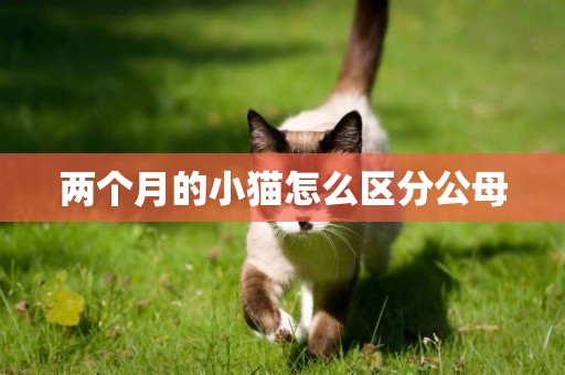 兩個月的小貓怎么區分公母