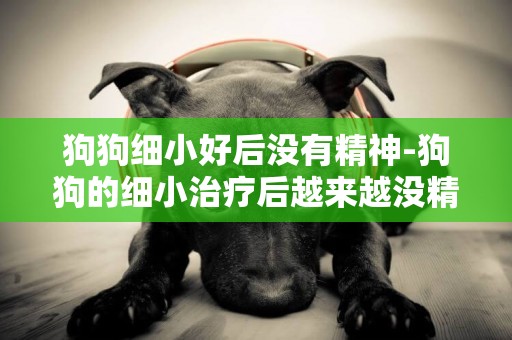 狗狗細小好后沒有精神-狗狗的細小治療后越來越沒精神
