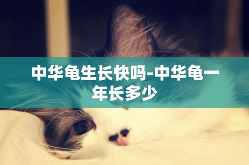 中華龜生長快嗎-中華龜一年長多少