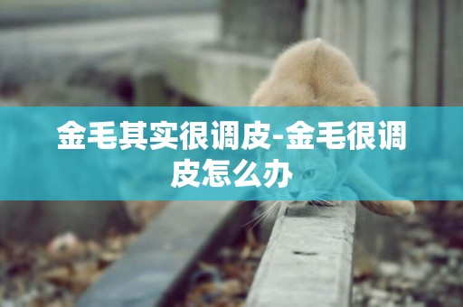 金毛其實很調皮-金毛很調皮怎么辦