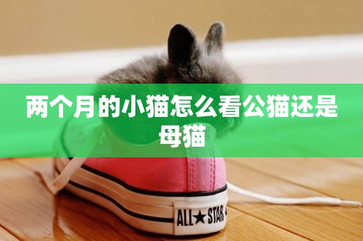 兩個月的小貓怎么看公貓還是母貓