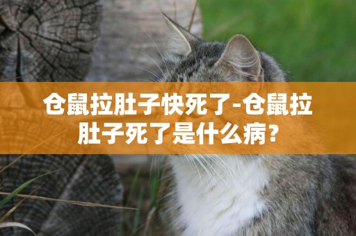 倉鼠拉肚子快死了-倉鼠拉肚子死了是什么病？