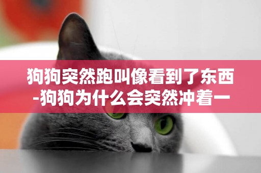 狗狗突然跑叫像看到了東西-狗狗為什么會突然沖著一樣東西叫