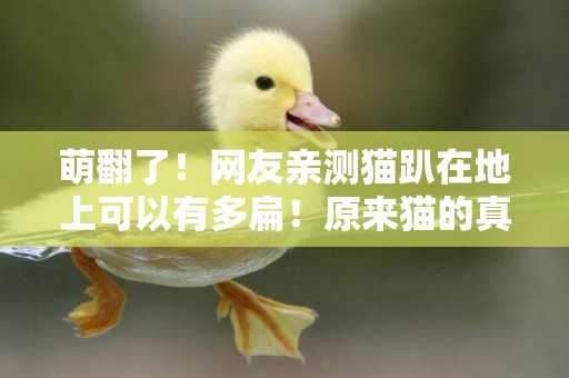 萌翻了！網友親測貓趴在地上可以有多扁！原來貓的真實形態是液體的… 