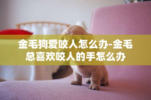 金毛狗愛咬人怎么辦-金毛總喜歡咬人的手怎么辦