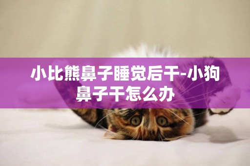 小比熊鼻子睡覺后干-小狗鼻子干怎么辦