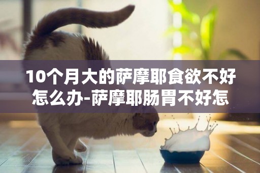 10個月大的薩摩耶食欲不好怎么辦-薩摩耶腸胃不好怎么辦