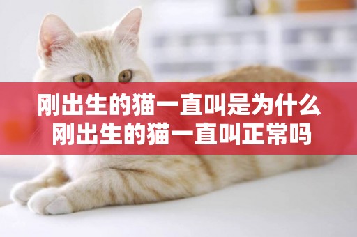 剛出生的貓一直叫是為什么 剛出生的貓一直叫正常嗎