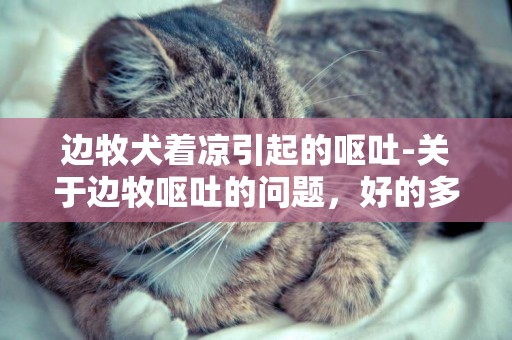 邊牧犬著涼引起的嘔吐-關于邊牧嘔吐的問題，好的多加分！